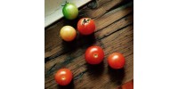 Minipot cherry tomato recycled fibers